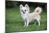 Chihuahua Dog-null-Mounted Photographic Print