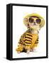 Chihuahua Dressed With T-Shirt, Straw Hat And Sun Glasses-vitalytitov-Framed Stretched Canvas