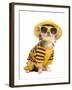 Chihuahua Dressed With T-Shirt, Straw Hat And Sun Glasses-vitalytitov-Framed Photographic Print