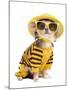 Chihuahua Dressed With T-Shirt, Straw Hat And Sun Glasses-vitalytitov-Mounted Photographic Print