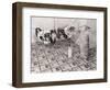 Chihuahua Feeding Her Pups-Bettmann-Framed Photographic Print