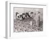 Chihuahua Feeding Her Pups-Bettmann-Framed Photographic Print