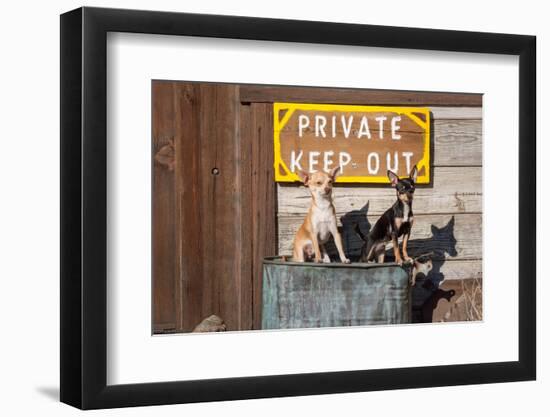 Chihuahua Guard Dogs-Zandria Muench Beraldo-Framed Photographic Print