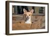 Chihuahua in a Box-Zandria Muench Beraldo-Framed Photographic Print