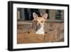Chihuahua in a Box-Zandria Muench Beraldo-Framed Photographic Print
