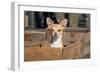 Chihuahua in a Box-Zandria Muench Beraldo-Framed Photographic Print