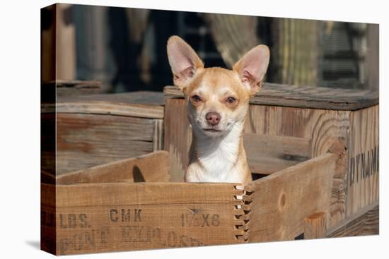 Chihuahua in a Box-Zandria Muench Beraldo-Stretched Canvas