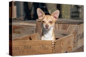 Chihuahua in a Box-Zandria Muench Beraldo-Stretched Canvas