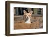 Chihuahua in a Box-Zandria Muench Beraldo-Framed Photographic Print