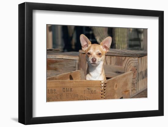 Chihuahua in a Box-Zandria Muench Beraldo-Framed Photographic Print