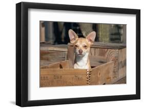 Chihuahua in a Box-Zandria Muench Beraldo-Framed Photographic Print