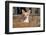 Chihuahua in a Box-Zandria Muench Beraldo-Framed Photographic Print