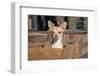 Chihuahua in a Box-Zandria Muench Beraldo-Framed Photographic Print