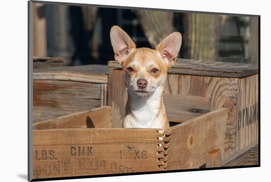 Chihuahua in a Box-Zandria Muench Beraldo-Mounted Photographic Print