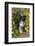 Chihuahua in  a Field of Flowers-Lynn M^ Stone-Framed Photographic Print