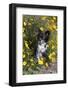Chihuahua in  a Field of Flowers-Lynn M^ Stone-Framed Photographic Print