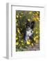 Chihuahua in  a Field of Flowers-Lynn M^ Stone-Framed Photographic Print