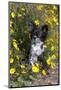 Chihuahua in  a Field of Flowers-Lynn M^ Stone-Mounted Photographic Print