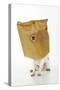 Chihuahua in Paper Bag with Nose Showing-null-Stretched Canvas