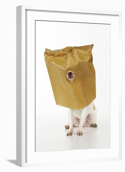 Chihuahua in Paper Bag with Nose Showing-null-Framed Photographic Print