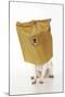 Chihuahua in Paper Bag with Nose Showing-null-Mounted Photographic Print