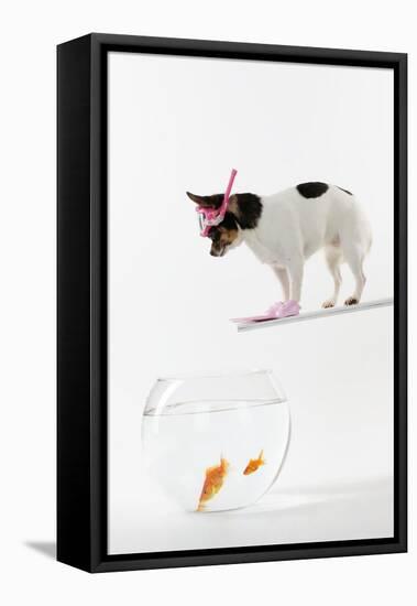 Chihuahua in Scuba Gear over Goldfish Bowl-null-Framed Stretched Canvas