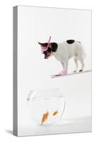 Chihuahua in Scuba Gear over Goldfish Bowl-null-Stretched Canvas