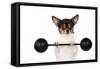 Chihuahua Lifting Weights-null-Framed Stretched Canvas