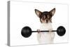 Chihuahua Lifting Weights-null-Stretched Canvas