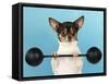 Chihuahua Lifting Weights-null-Framed Stretched Canvas