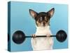 Chihuahua Lifting Weights-null-Stretched Canvas