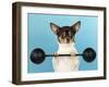 Chihuahua Lifting Weights-null-Framed Photographic Print