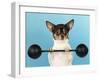 Chihuahua Lifting Weights-null-Framed Photographic Print