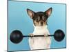 Chihuahua Lifting Weights-null-Mounted Photographic Print