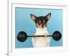 Chihuahua Lifting Weights-null-Framed Photographic Print