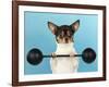 Chihuahua Lifting Weights-null-Framed Photographic Print