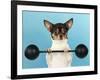 Chihuahua Lifting Weights-null-Framed Photographic Print