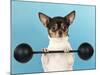 Chihuahua Lifting Weights-null-Mounted Photographic Print