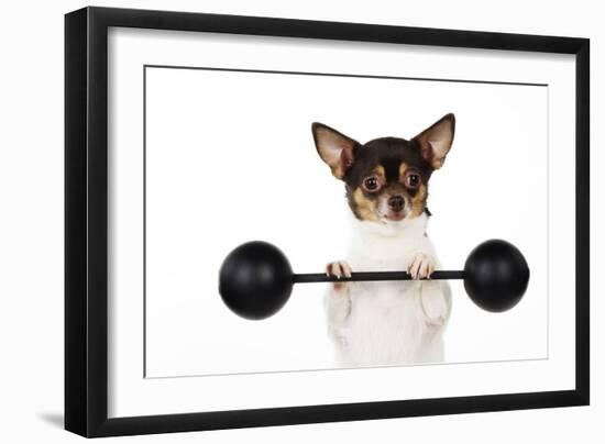 Chihuahua Lifting Weights-null-Framed Photographic Print