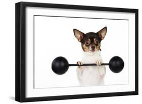 Chihuahua Lifting Weights-null-Framed Photographic Print