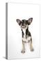 Chihuahua Lying Down Looking Towards Ceiling-null-Stretched Canvas