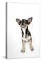 Chihuahua Lying Down Looking Towards Ceiling-null-Stretched Canvas