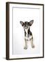 Chihuahua Lying Down Looking Towards Ceiling-null-Framed Photographic Print