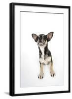 Chihuahua Lying Down Looking Towards Ceiling-null-Framed Photographic Print