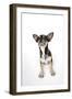 Chihuahua Lying Down Looking Towards Ceiling-null-Framed Photographic Print