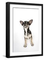 Chihuahua Lying Down Looking Towards Ceiling-null-Framed Photographic Print