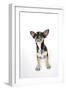 Chihuahua Lying Down Looking Towards Ceiling-null-Framed Photographic Print