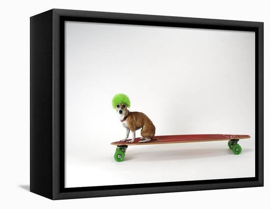 Chihuahua on a Skateboard-Chris Rogers-Framed Stretched Canvas