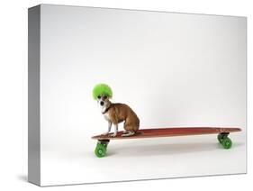 Chihuahua on a Skateboard-Chris Rogers-Stretched Canvas