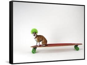 Chihuahua on a Skateboard-Chris Rogers-Framed Stretched Canvas
